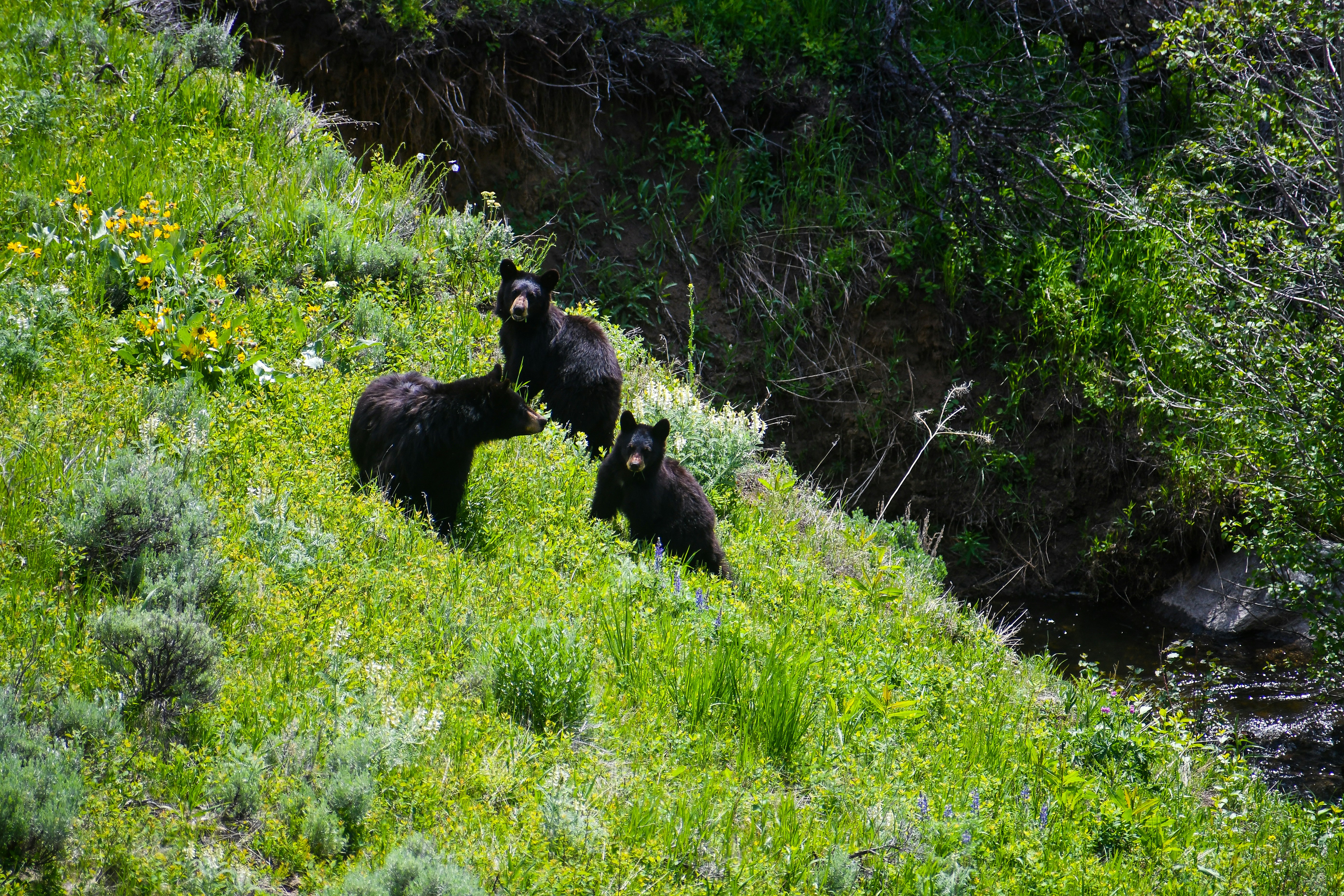 three black bears are standing on a grassy hill