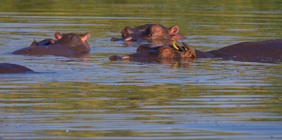 a group of hippos swimming in a body of water