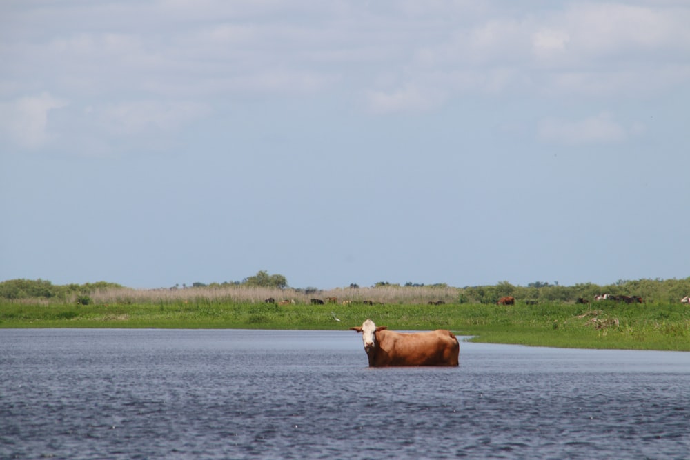 a cow standing in the middle of a river