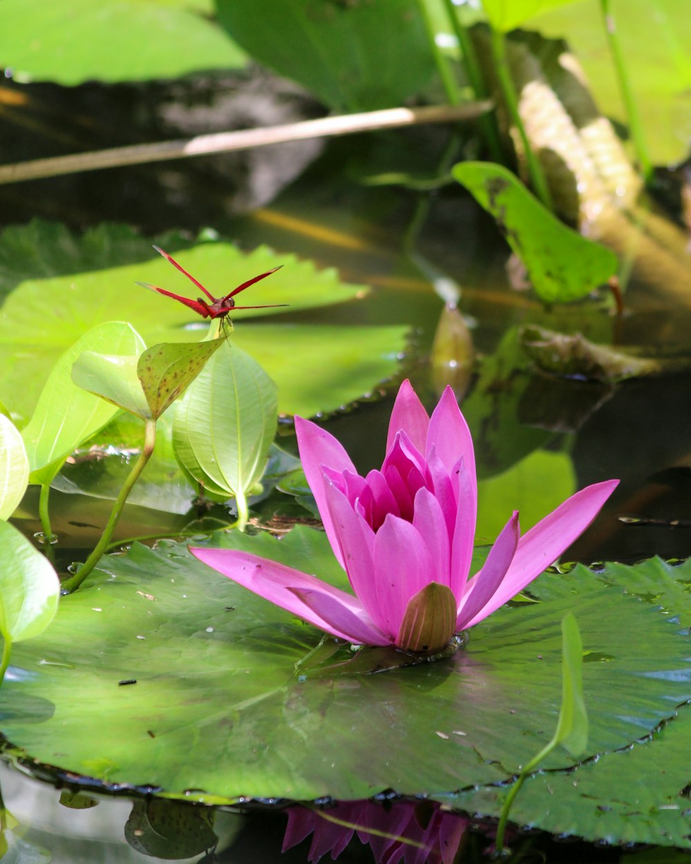 a pink water lily in a pond surrounded by green leaves