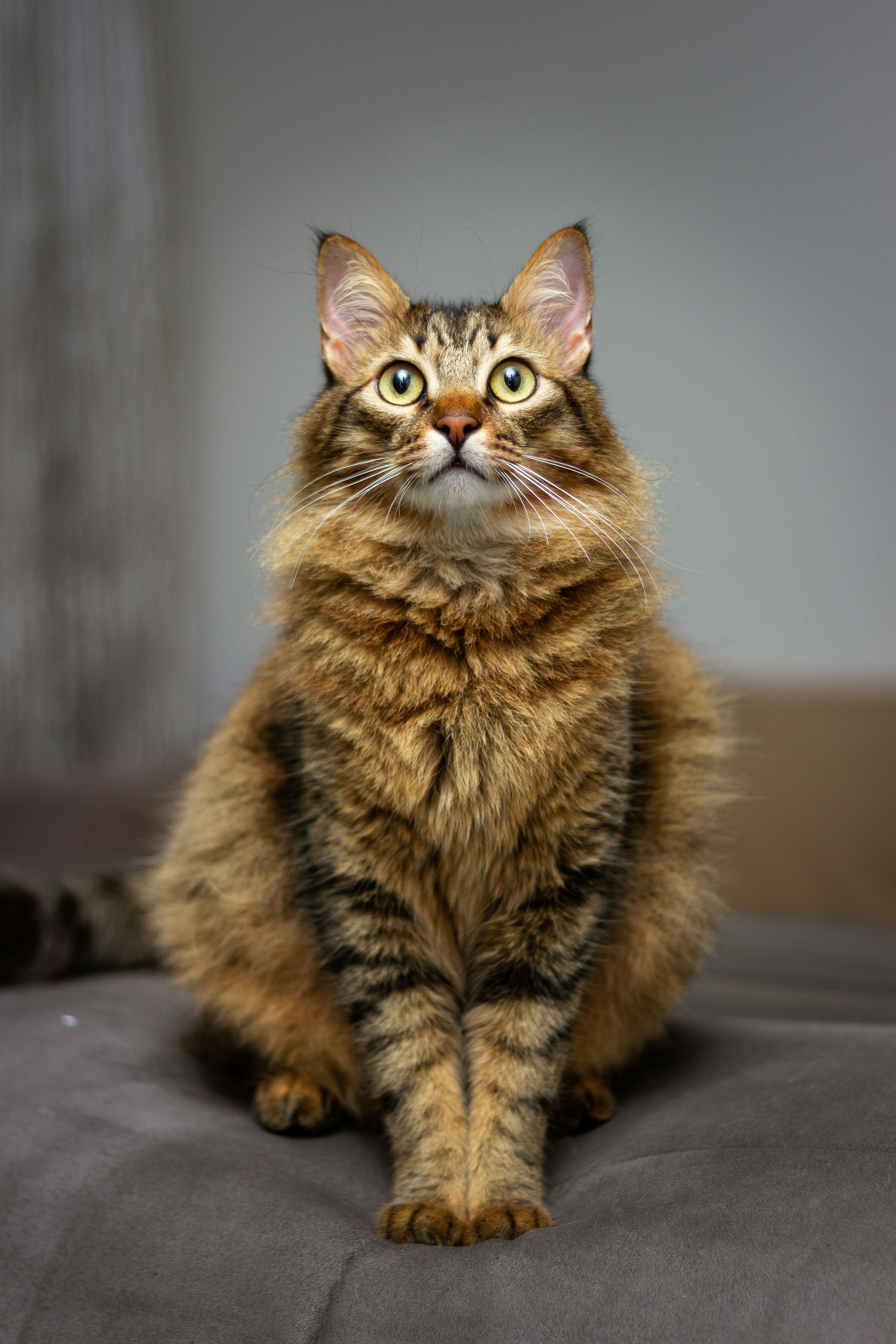 a cat that is sitting down on a bed