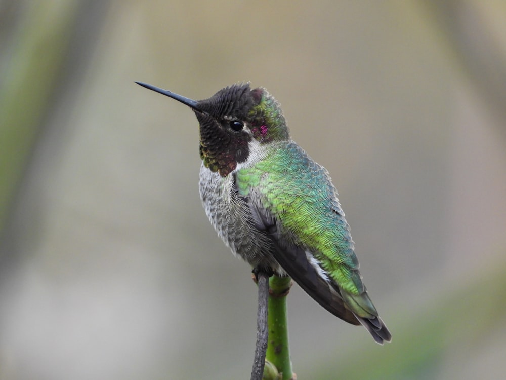 a hummingbird perches on a twig