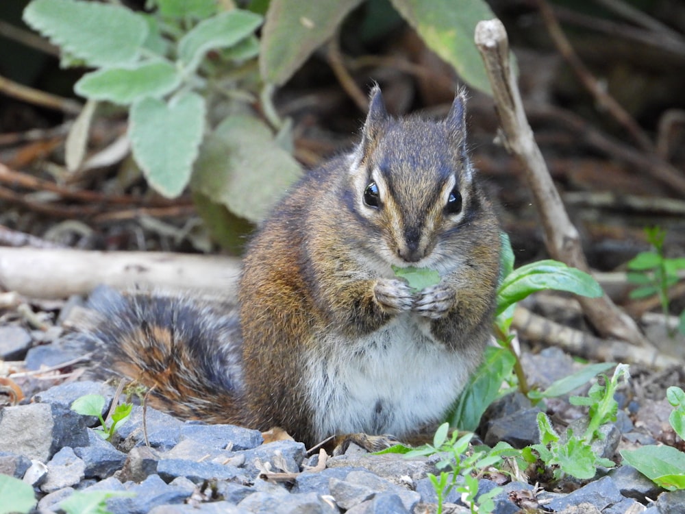 a small squirrel sitting on top of a pile of rocks