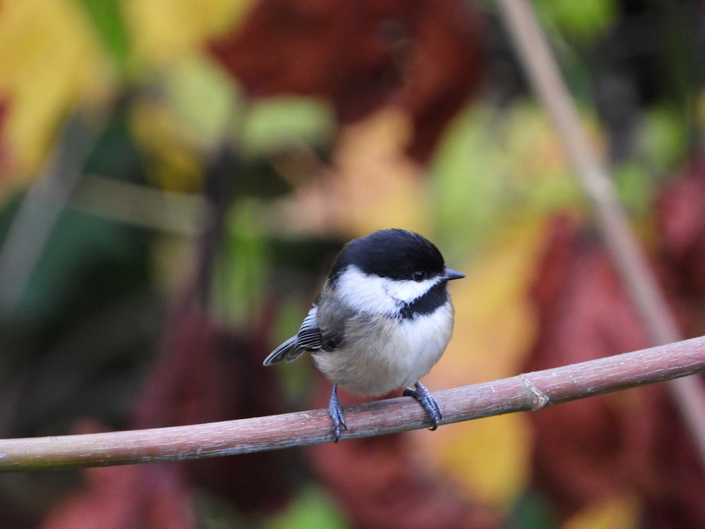 a small black and white bird sitting on a branch