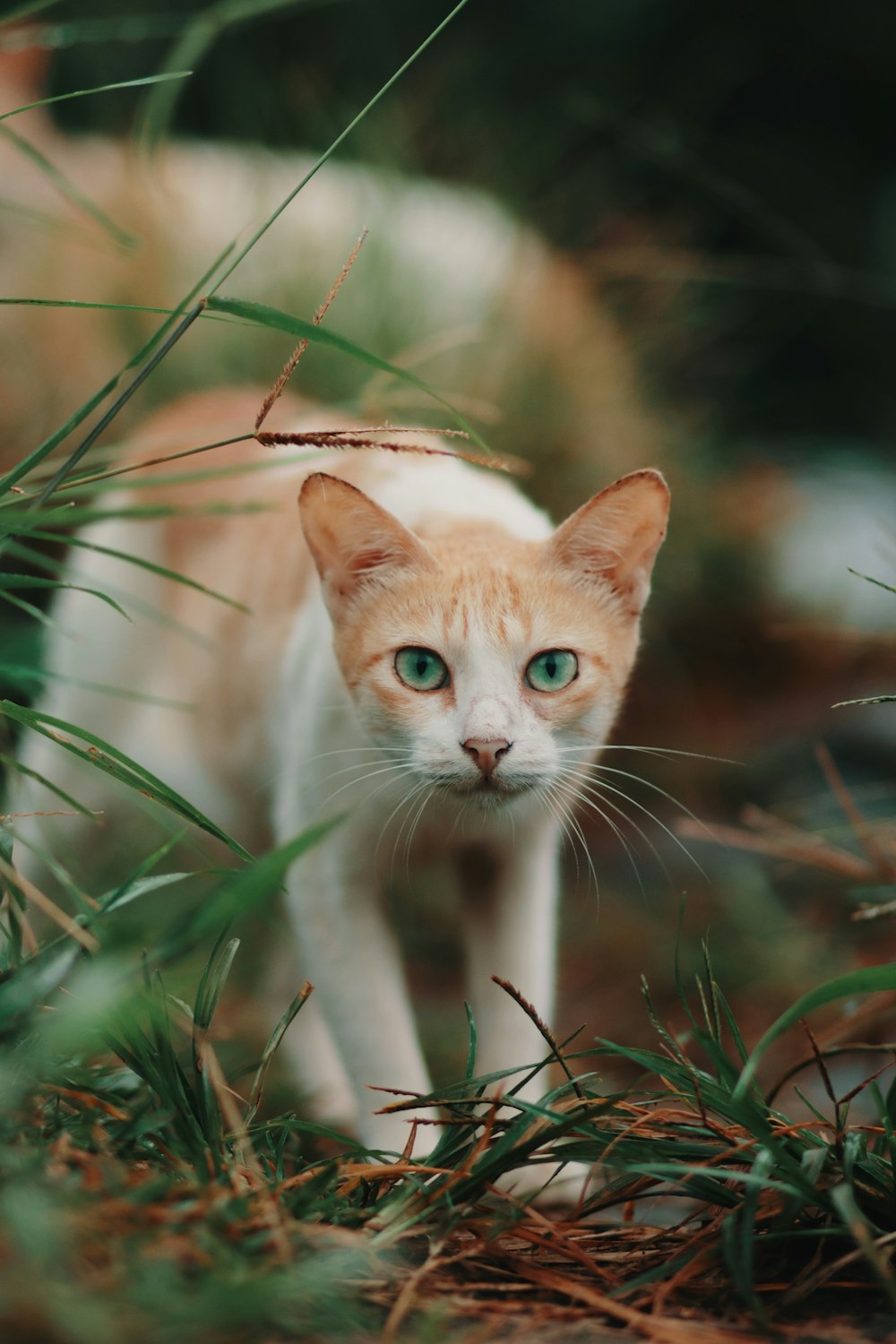 um gato branco com olhos azuis andando pela grama