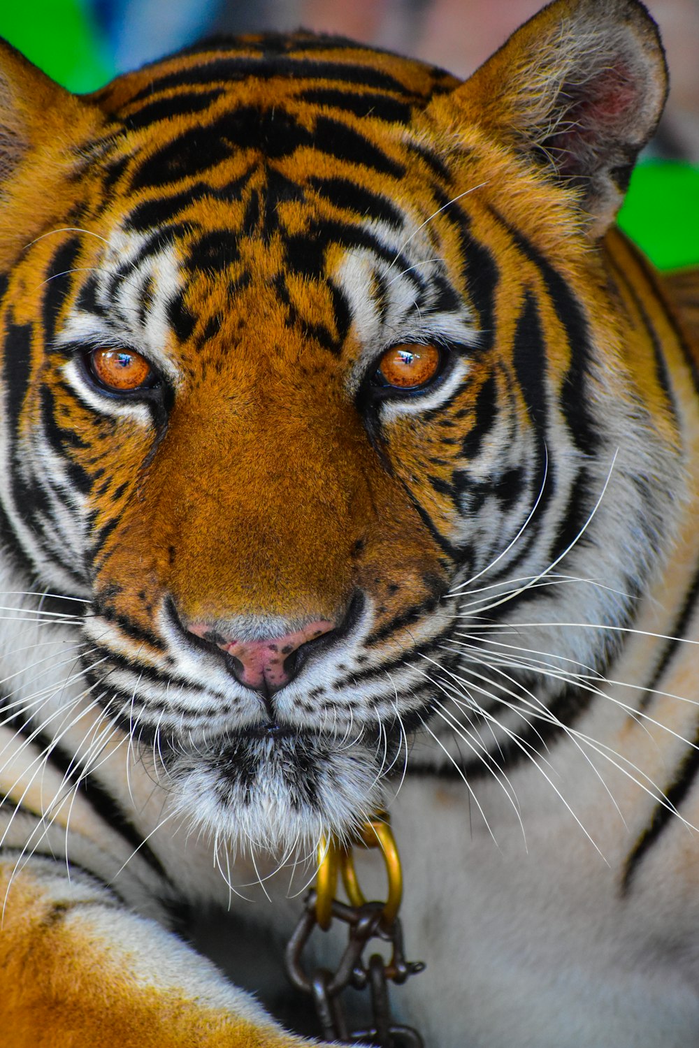 a close up of a tiger on a chain