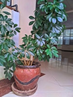A lush green plant in a decorative clay pot stands in a corner of an indoor space with tiled flooring. The plant has glossy, broad leaves, and the pot is placed on a matching saucer. Surrounding the plant, the interior features pale walls and ceiling with visible segments, indicating a modern architectural style.