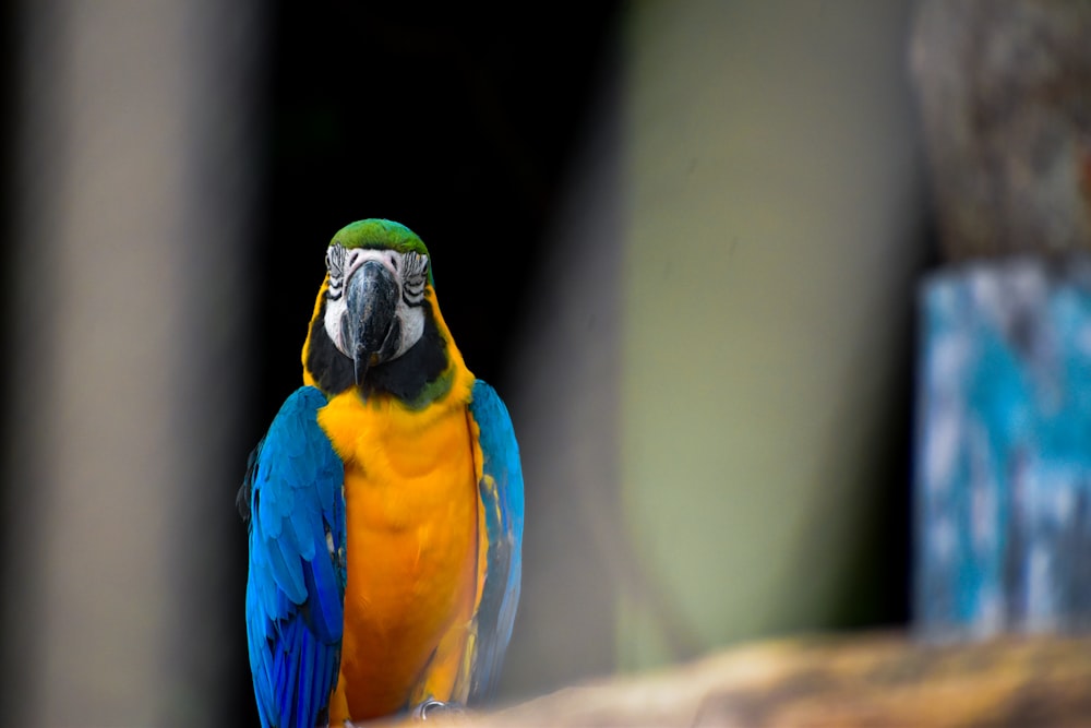 a colorful bird is sitting on a branch