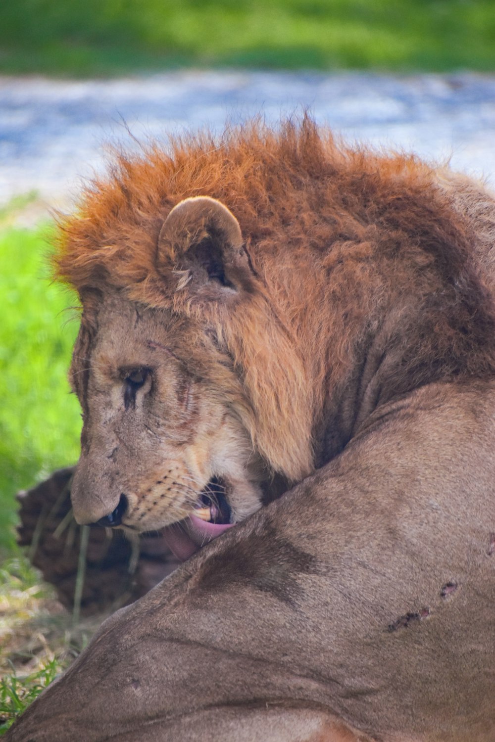 a large lion laying on top of a lush green field