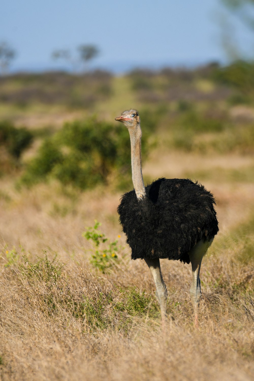 an ostrich standing in a field of dry grass