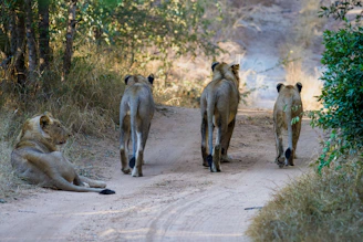 A team of conservationists tracking Asiatic lions in the Gir forest at dawn.
