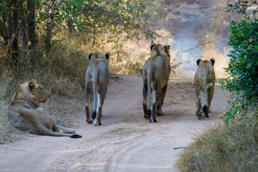 A team of conservationists tracking Asiatic lions in the Gir forest at dawn.