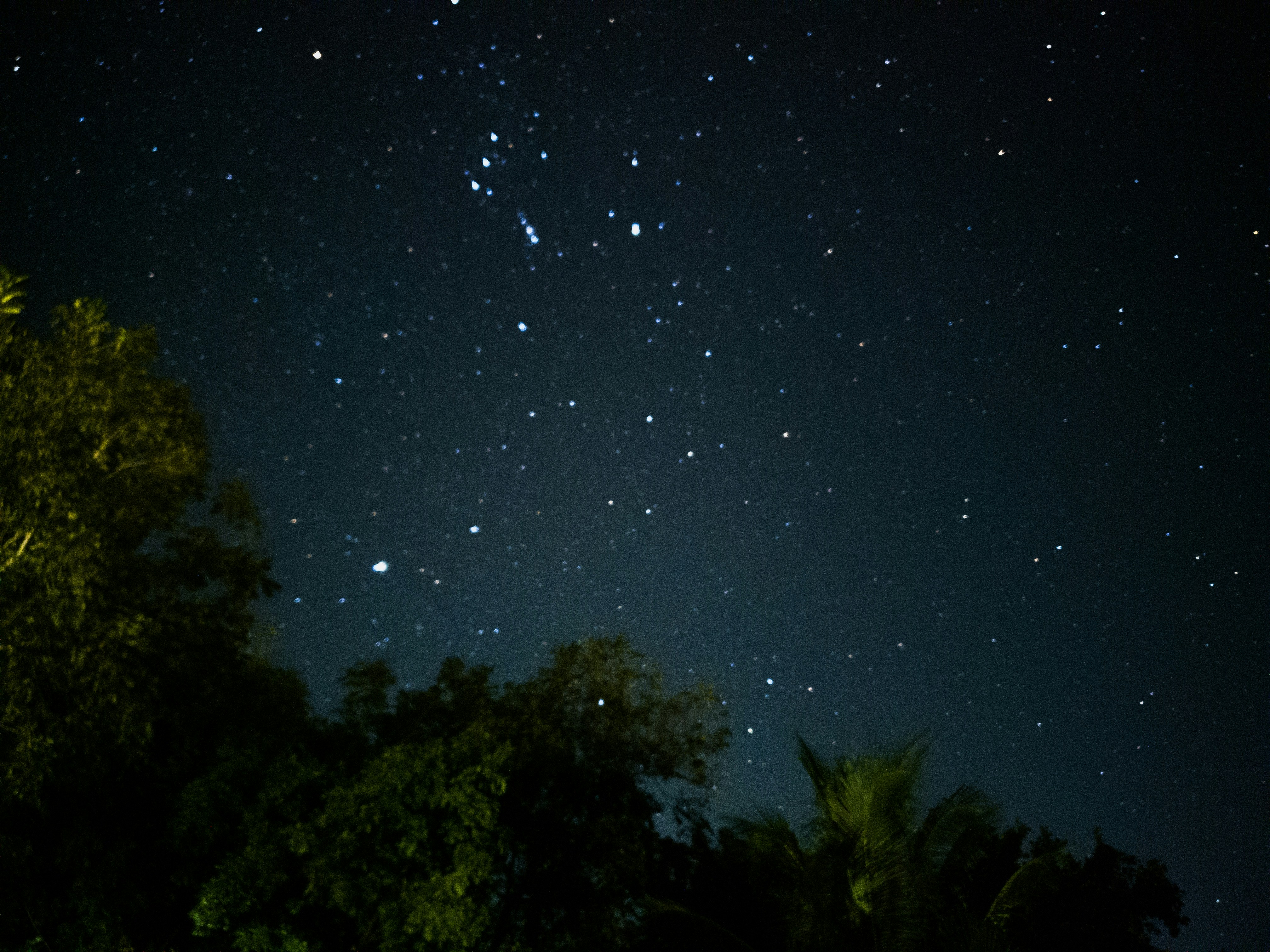 Night sky filled with stars and trees
