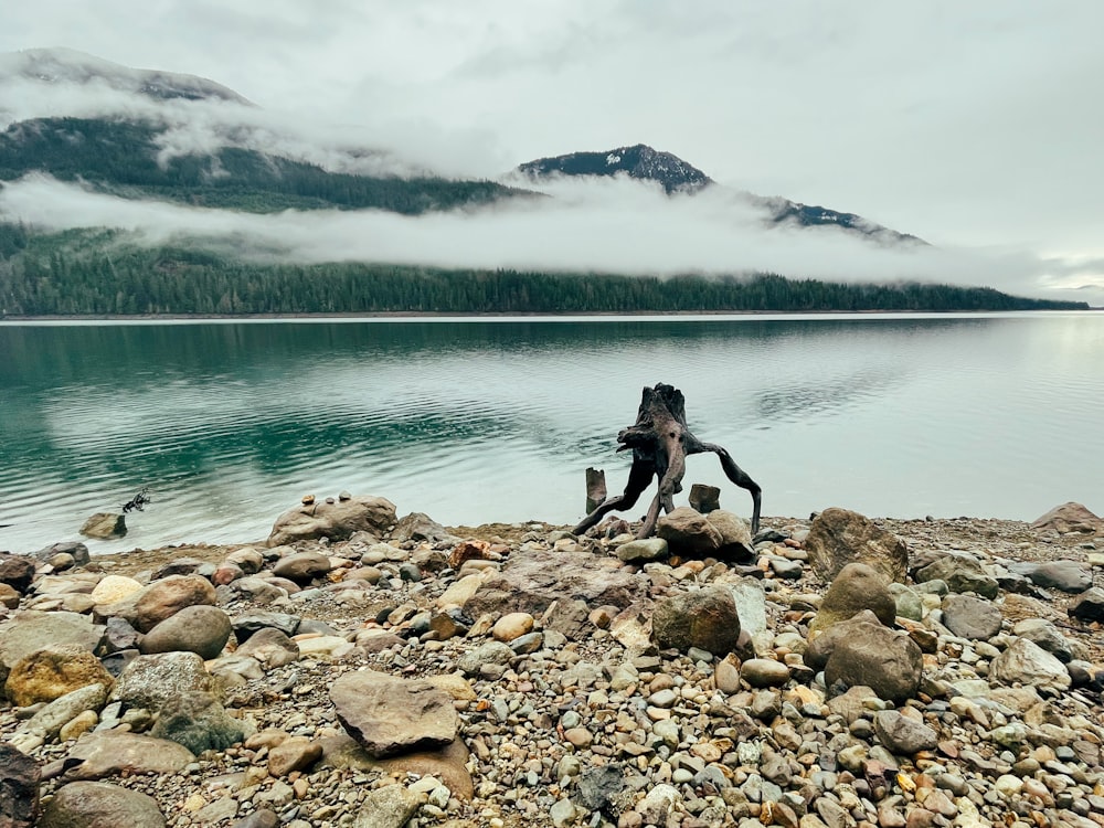 a person standing on a rocky shore next to a body of water