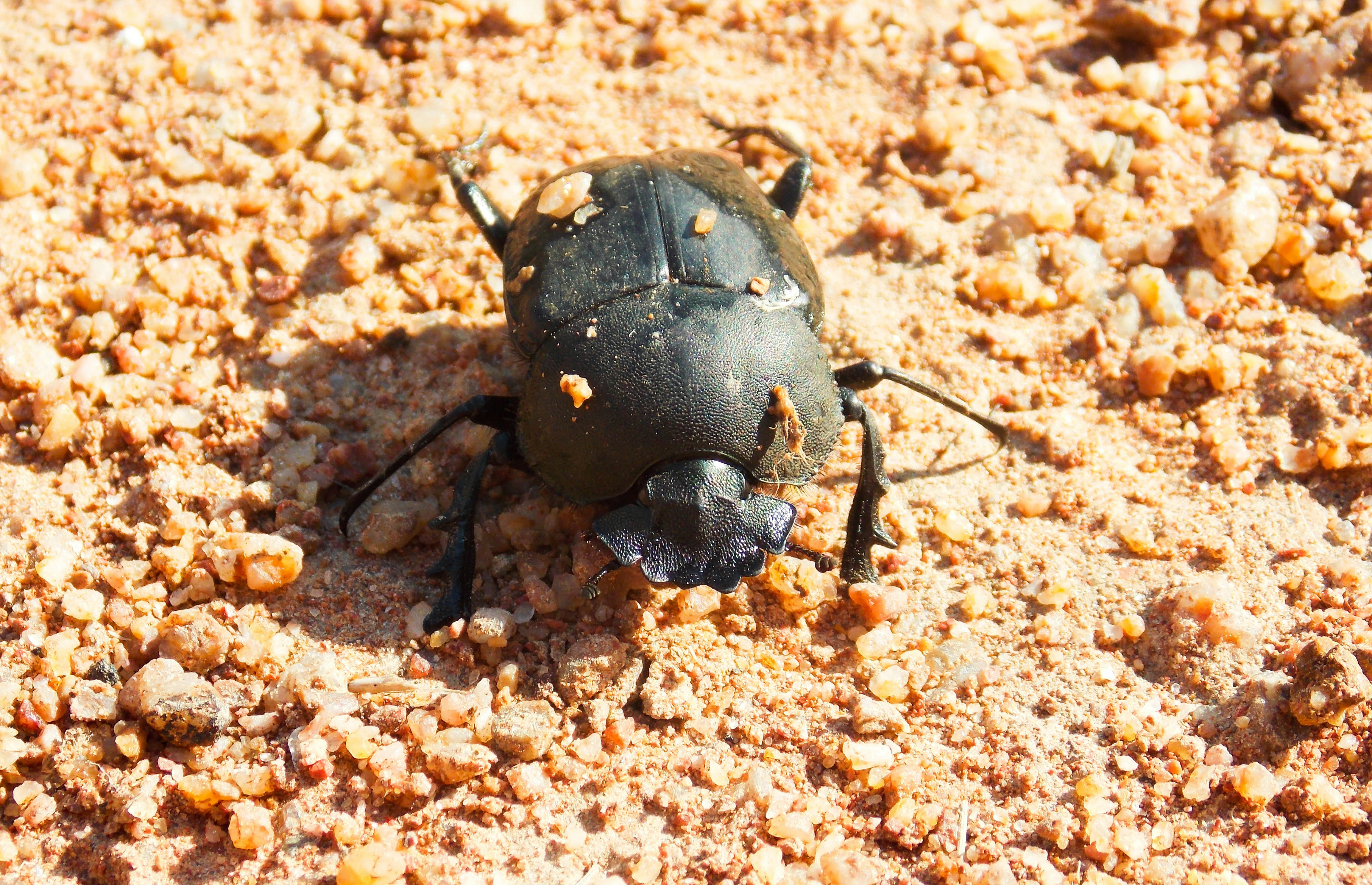 a black bug sitting on top of a sandy ground
