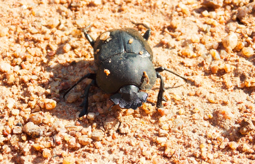 a black bug sitting on top of a sandy ground
