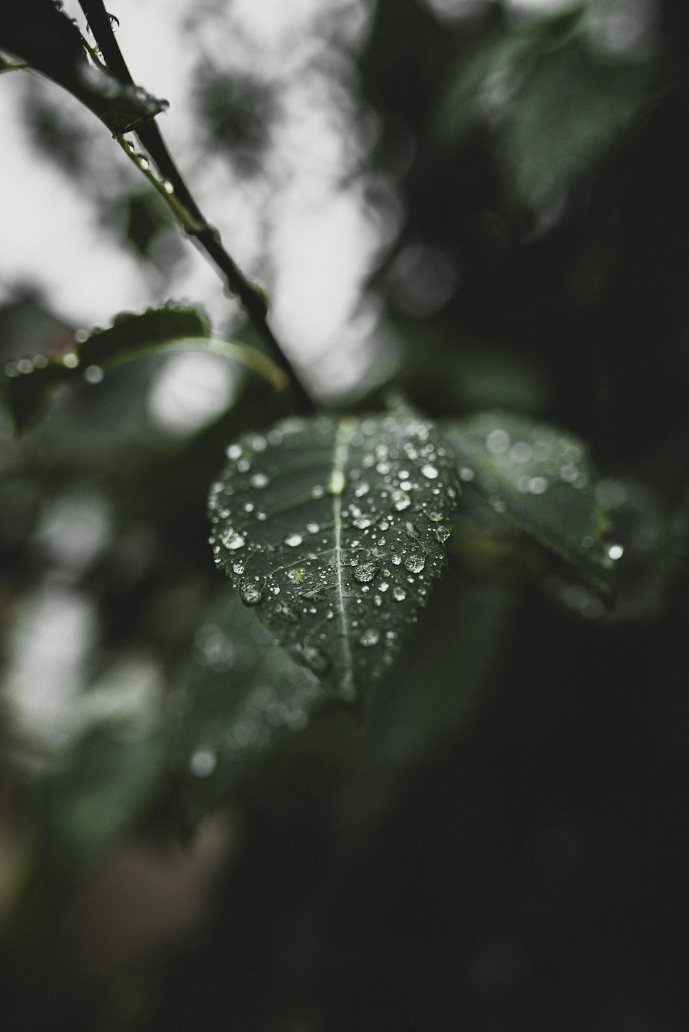 a leaf with drops of water on it