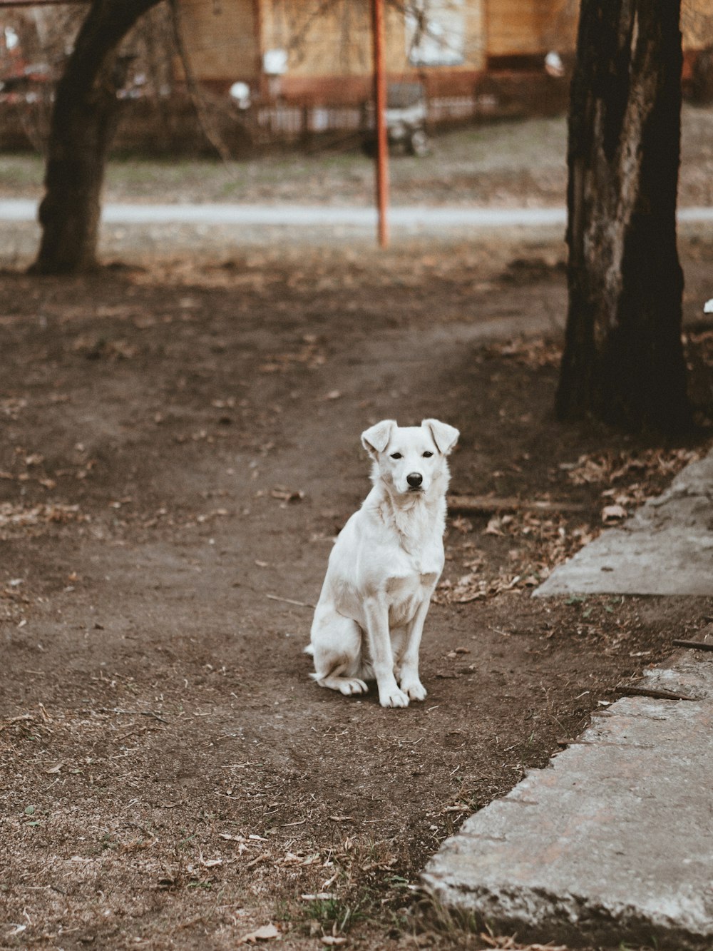 a white dog sitting in the dirt near a tree