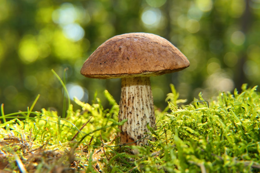 a brown mushroom sitting on top of a lush green field