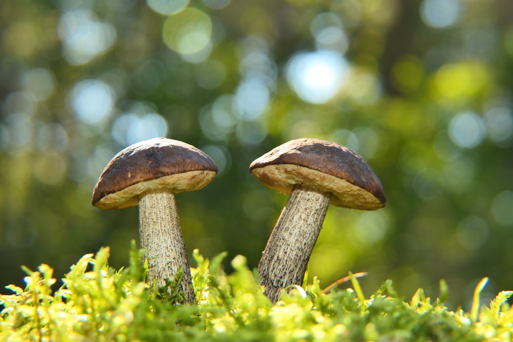 a couple of mushrooms sitting on top of a lush green field