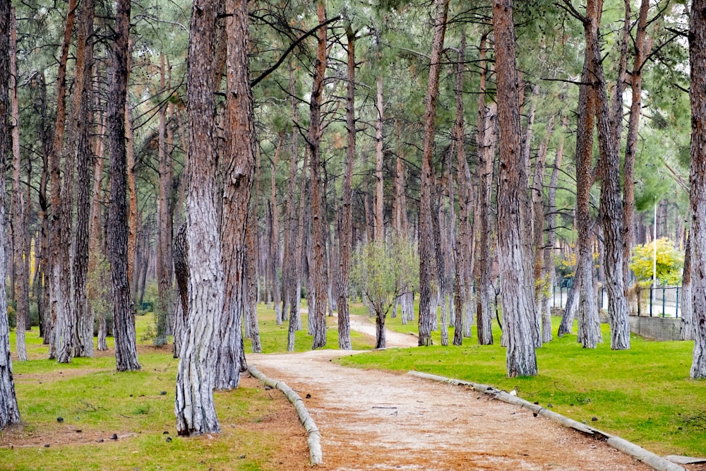 a path in the middle of a forest with lots of trees