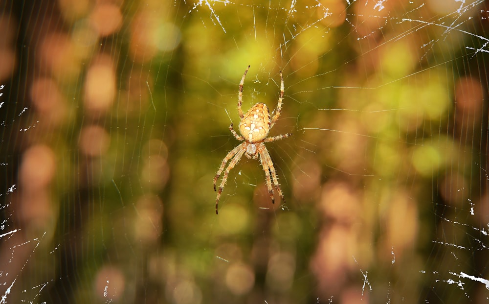 a close up of a spider on a web