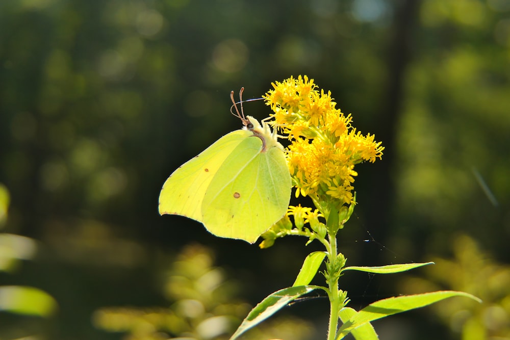 a yellow butterfly sitting on a yellow flower