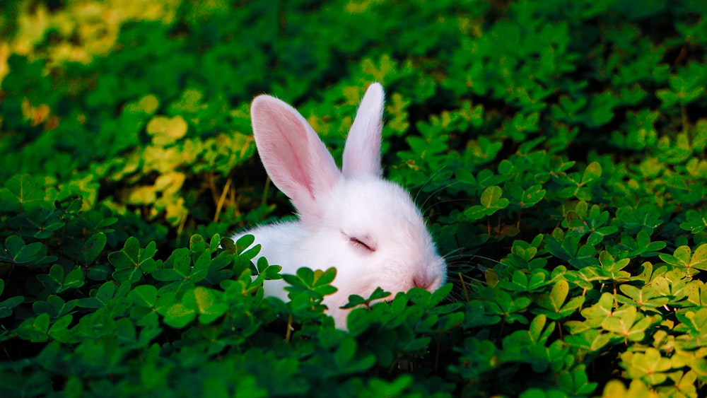 a white rabbit sitting in the middle of a lush green field