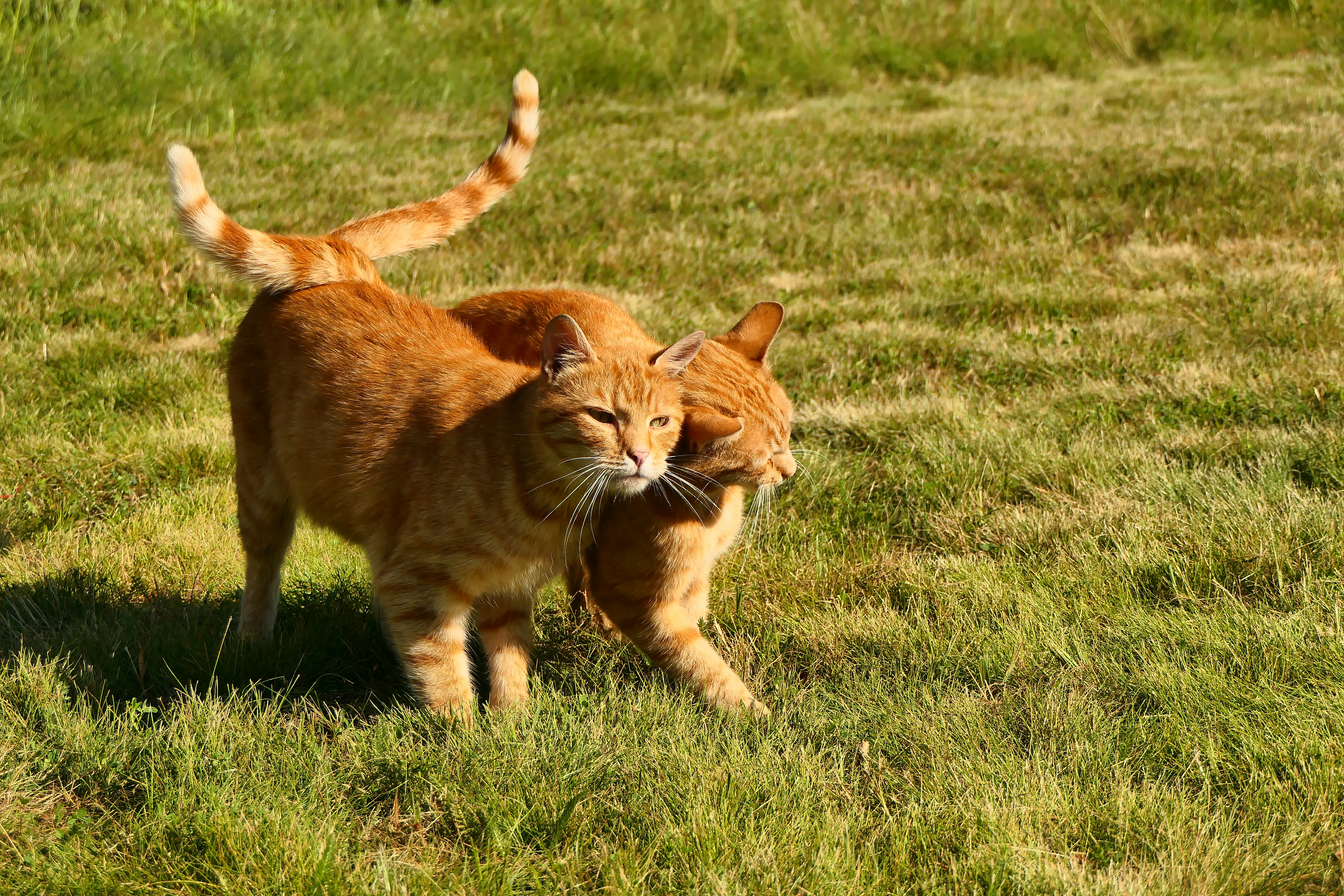 Hotel dla psów Warszawa hodowla buldogów angielskich labradorów mopsów rottweilerów