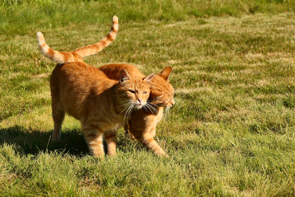 a couple of cats walking across a lush green field