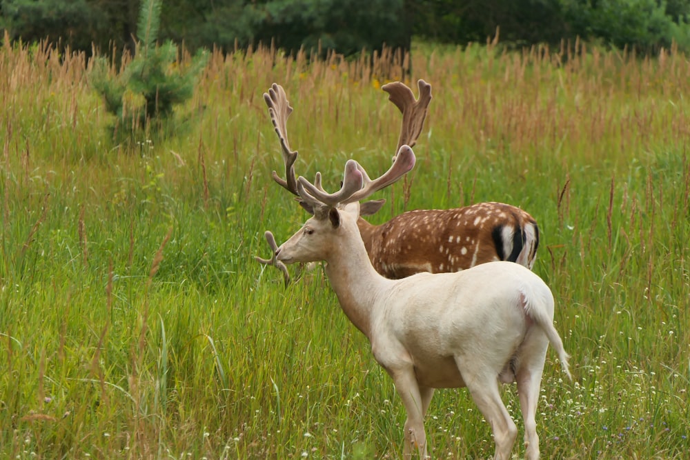 a couple of deer standing on top of a lush green field