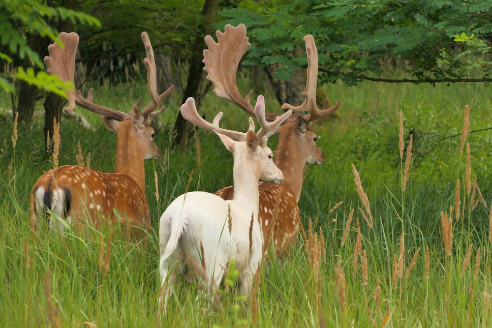 a herd of deer standing on top of a lush green field