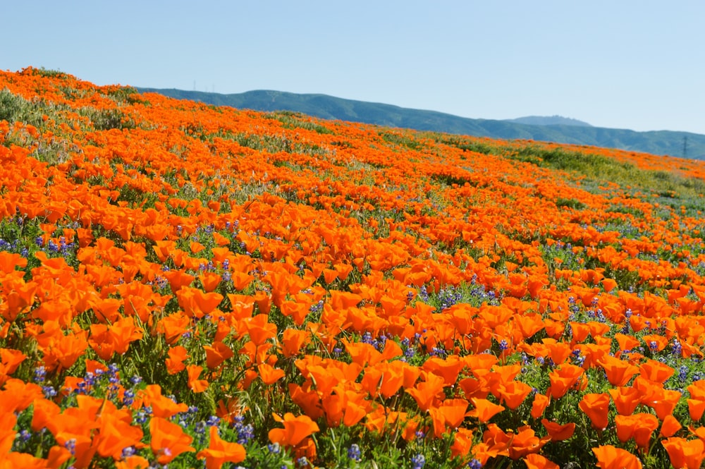 a field of orange flowers with mountains in the background