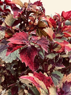 Close-up of vibrant natural dyes made from plants.