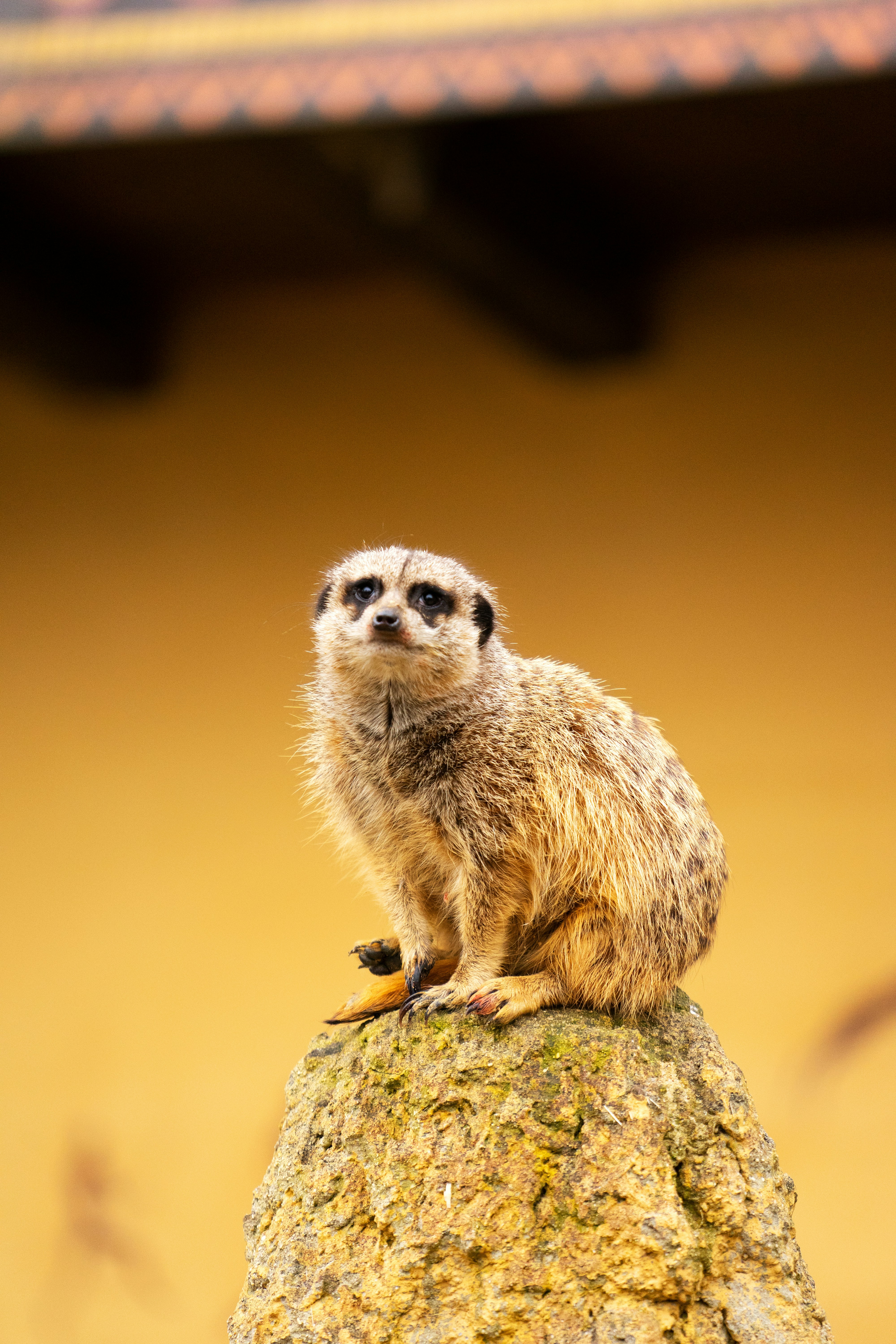 Unsplashで見つけるティーアガルテン シュトラウビングの無料写真