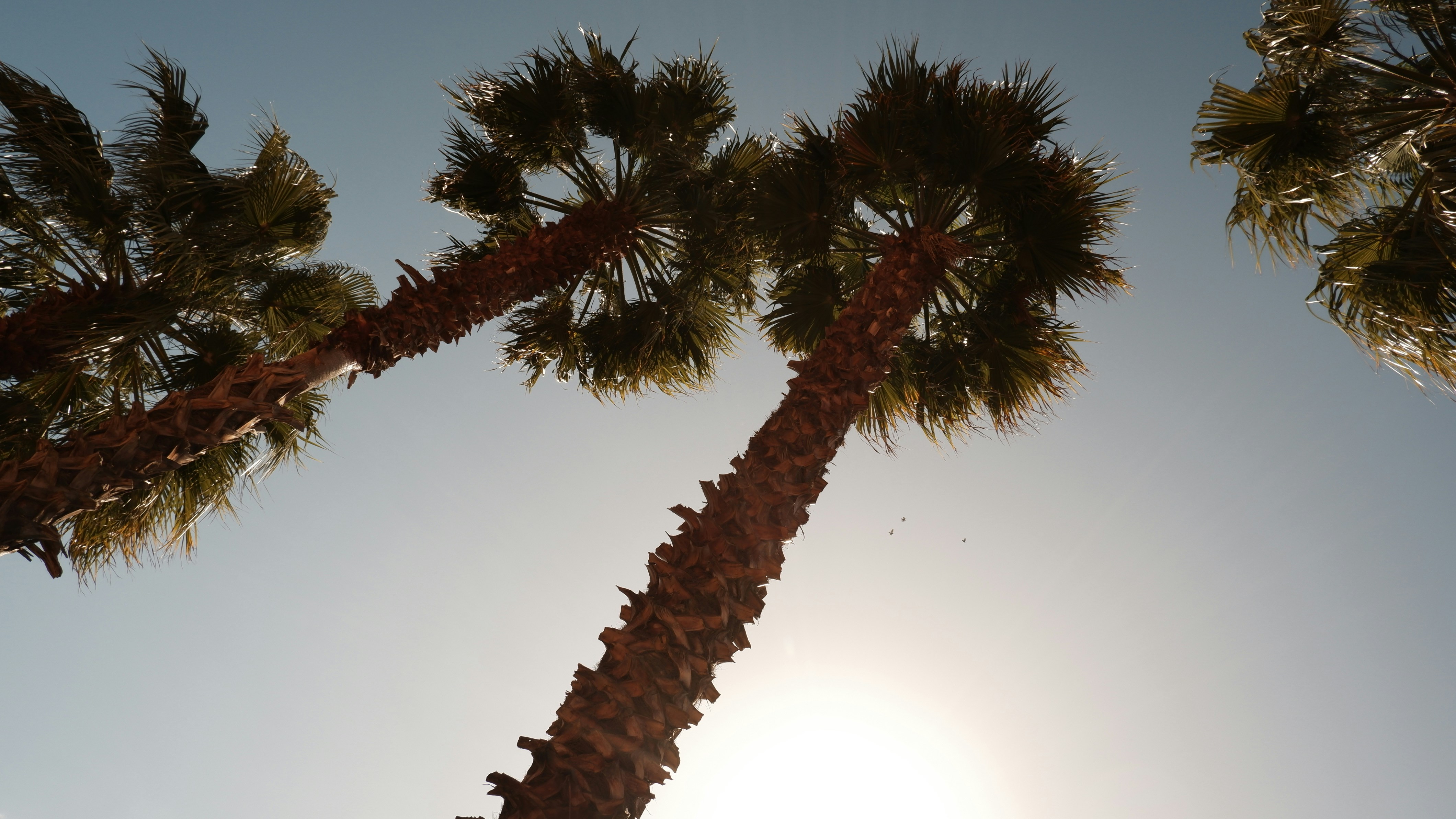 a couple of palm trees that are next to each other