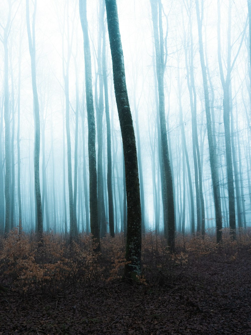 a foggy forest filled with lots of trees