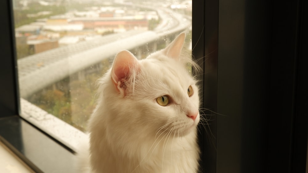 a white cat looking out of a window