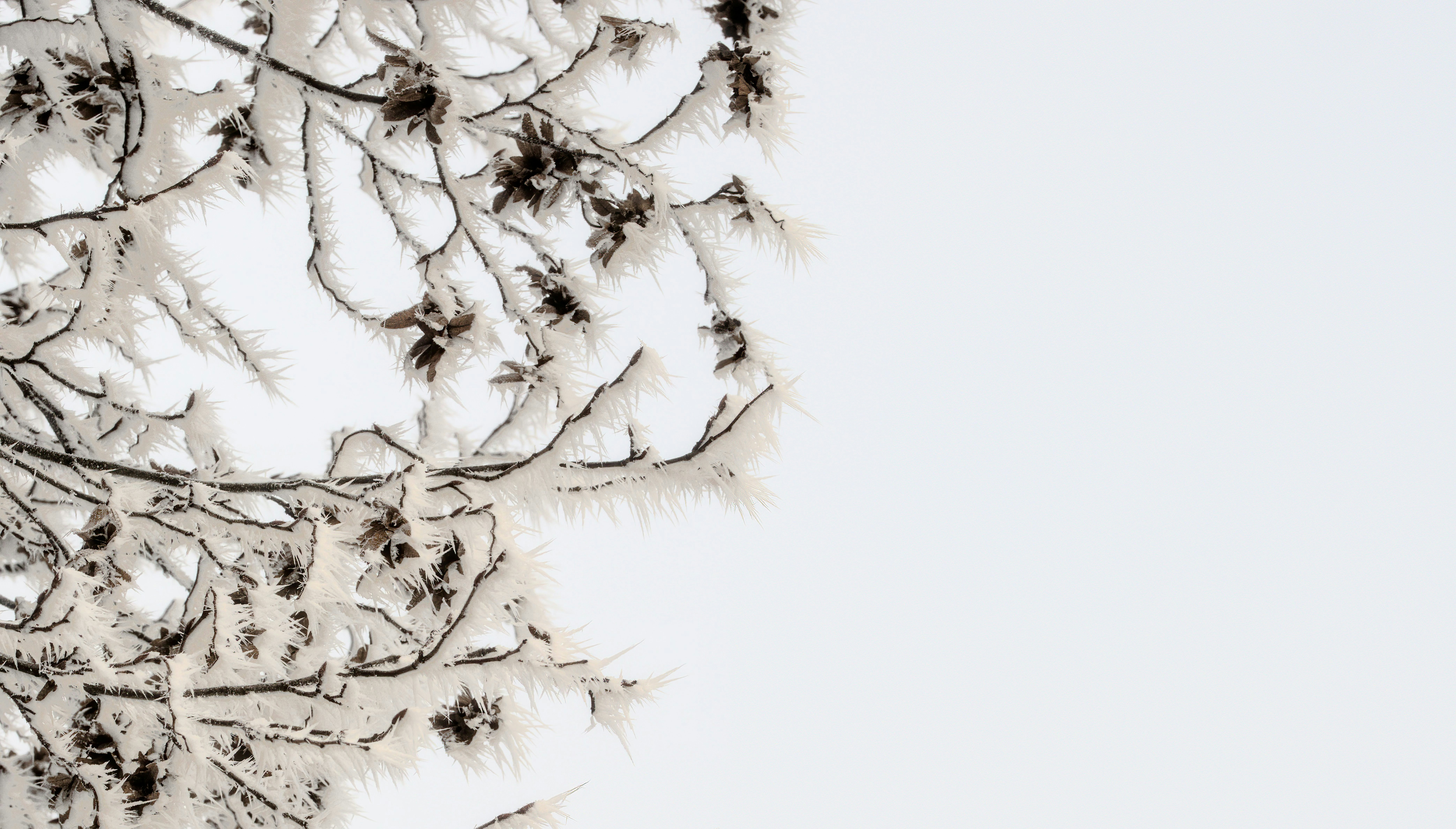 Photo by simon_berger