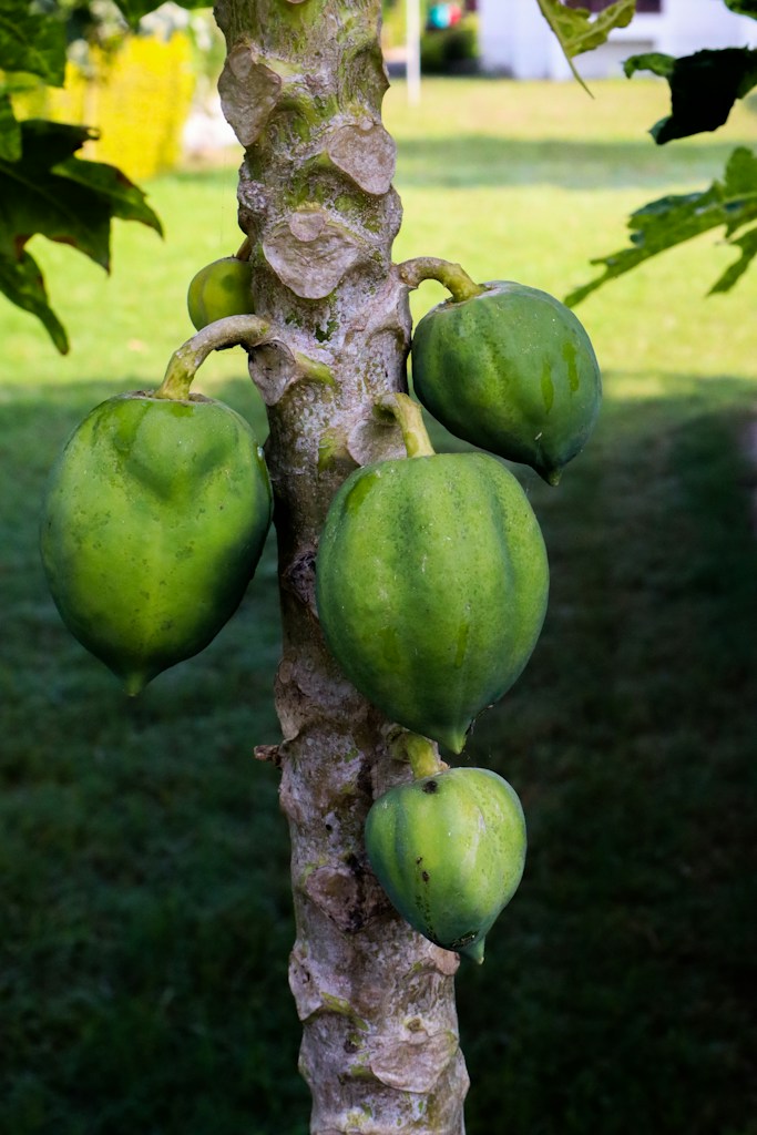Dominican Papaya