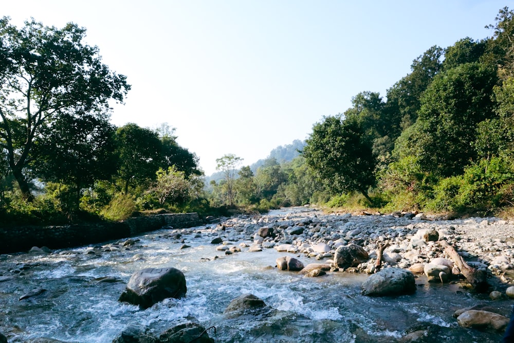 a river running through a lush green forest