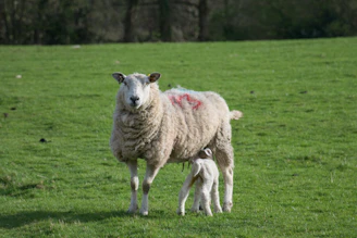 a sheep and a baby sheep standing in a field