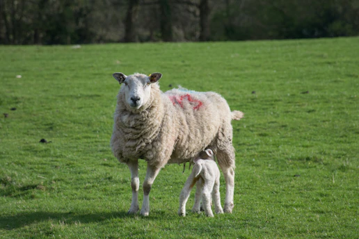 a sheep and a baby sheep standing in a field