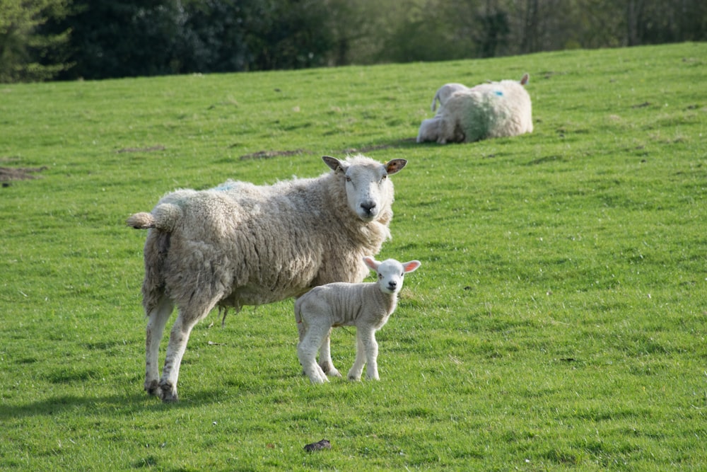 two sheep and a lamb in a grassy field