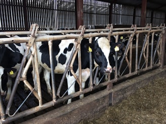 a group of black and white cows in a pen