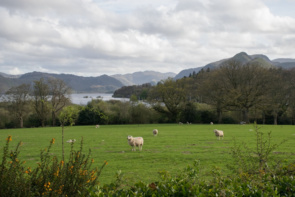 a herd of sheep standing on top of a lush green field