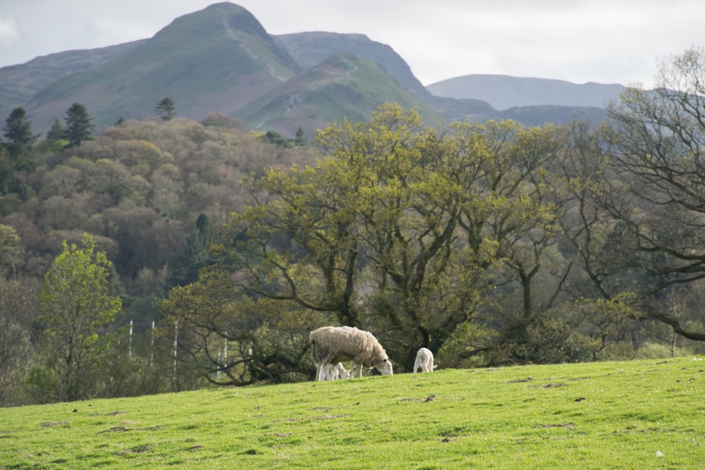 a sheep and two lambs grazing in a field