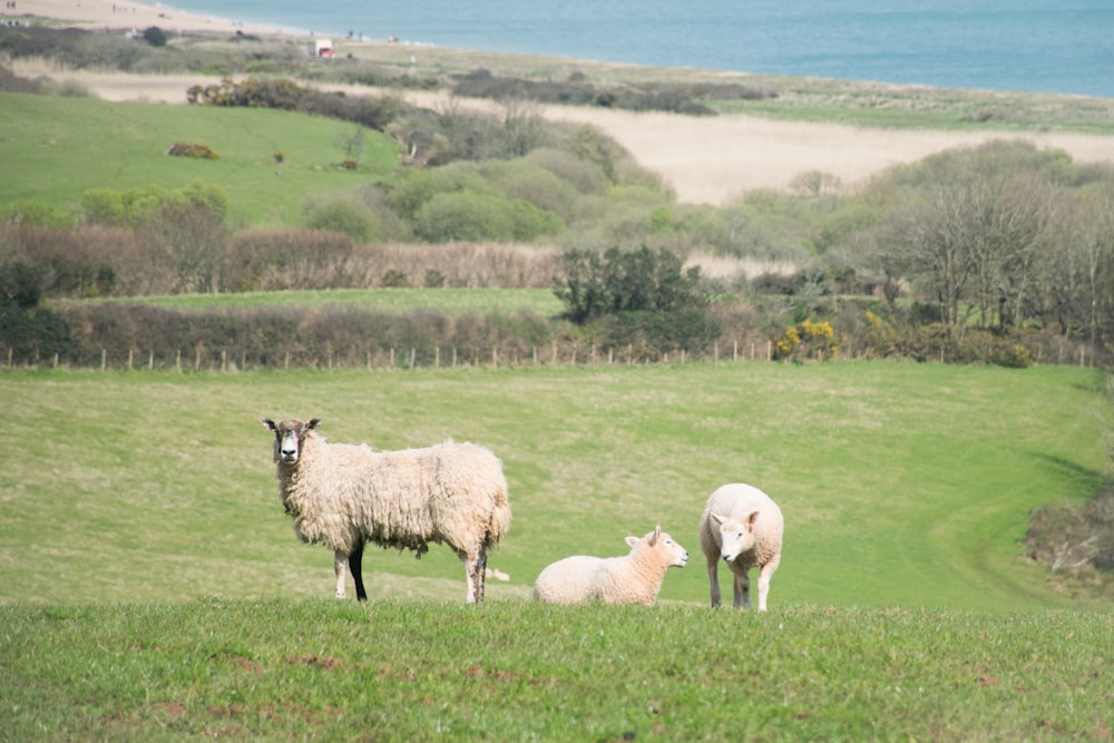 a herd of sheep standing on top of a lush green field