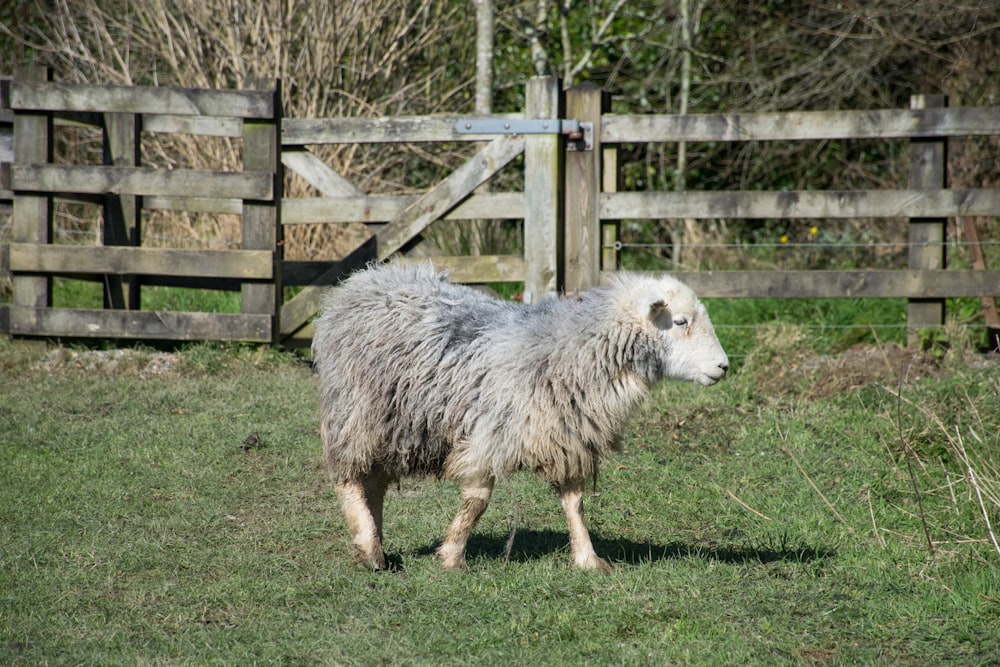 a sheep standing in a field next to a wooden fence