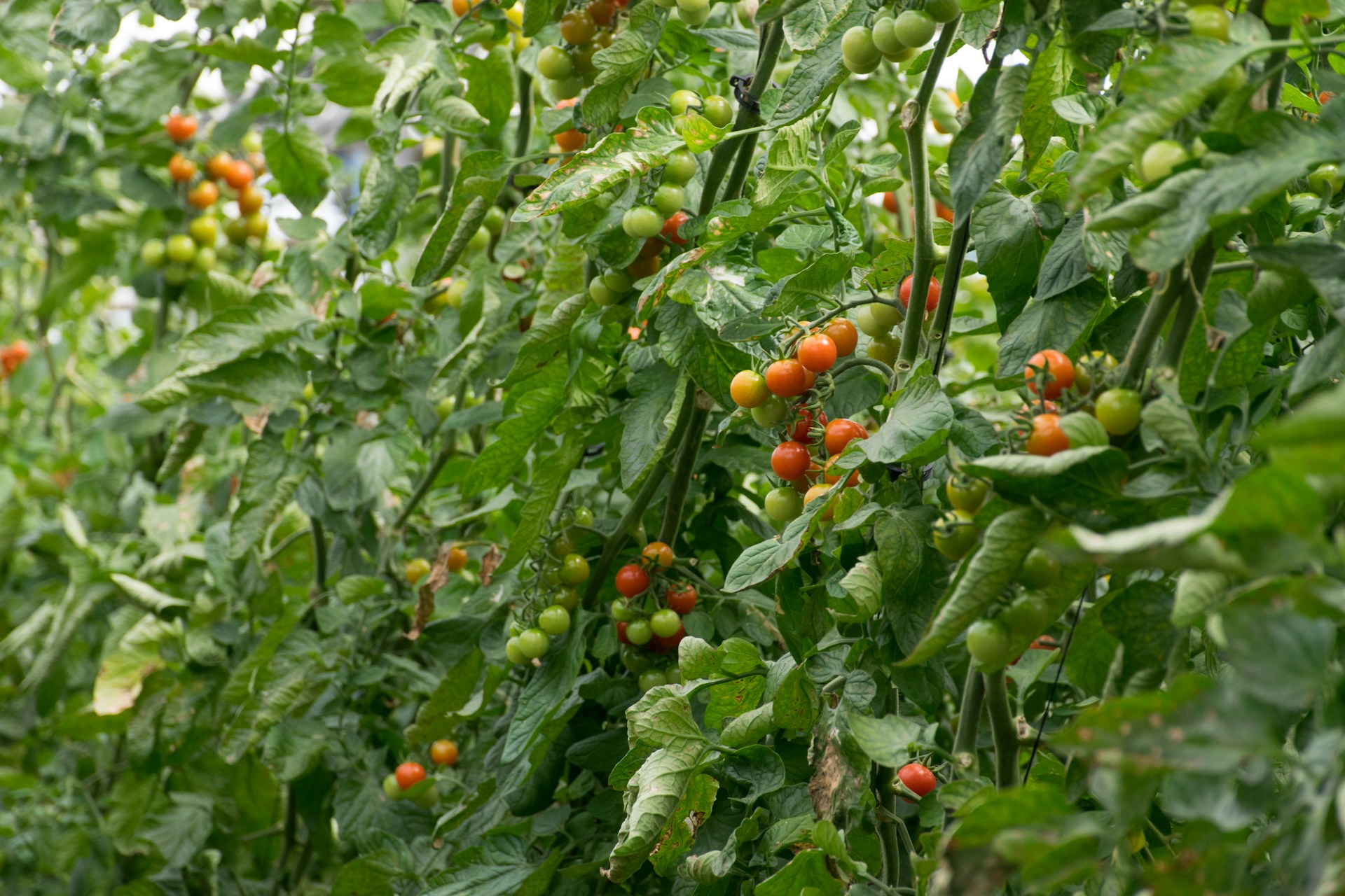 a bunch of green and red tomatoes growing on a tree